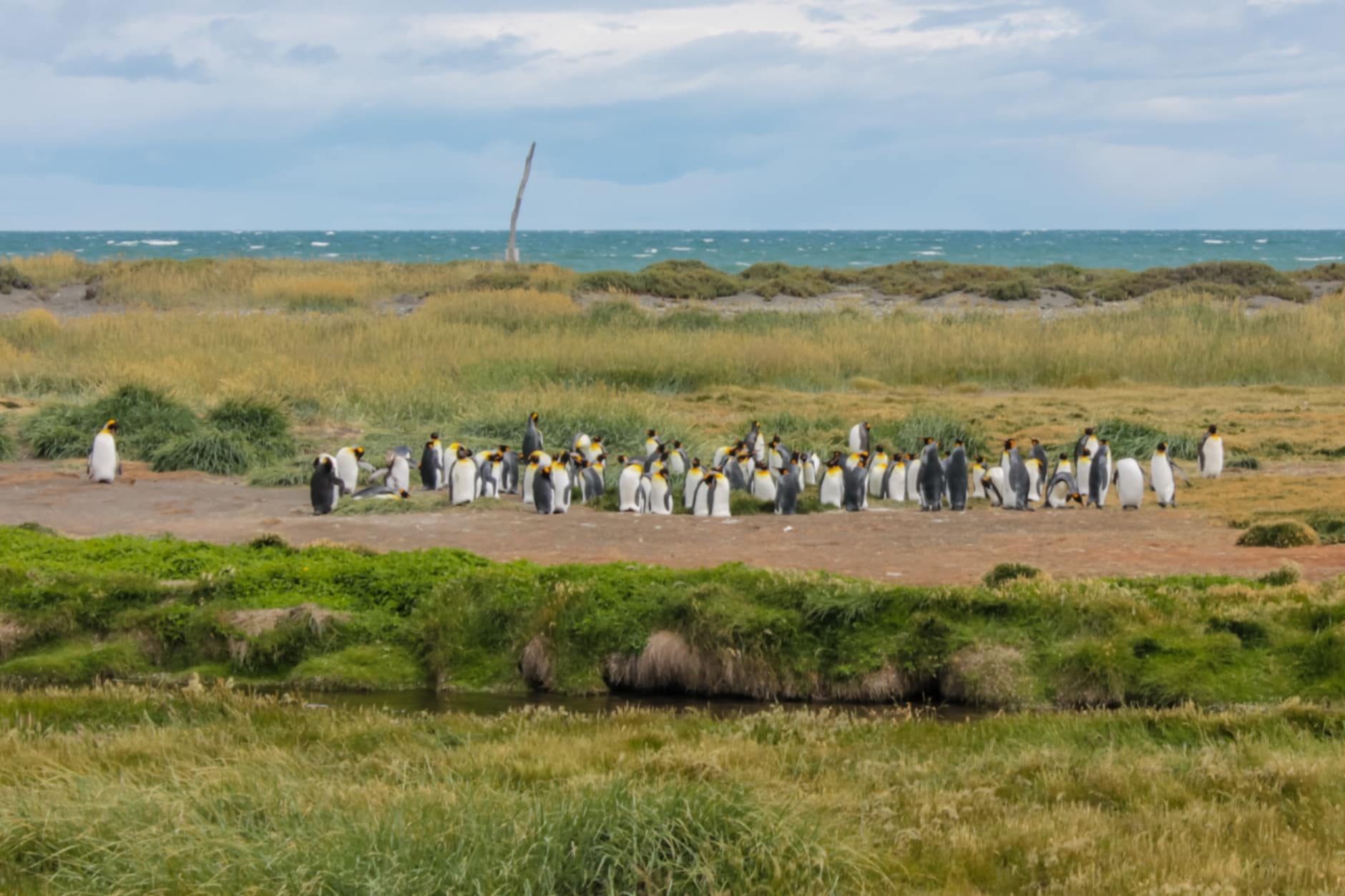 King Penguin Colony