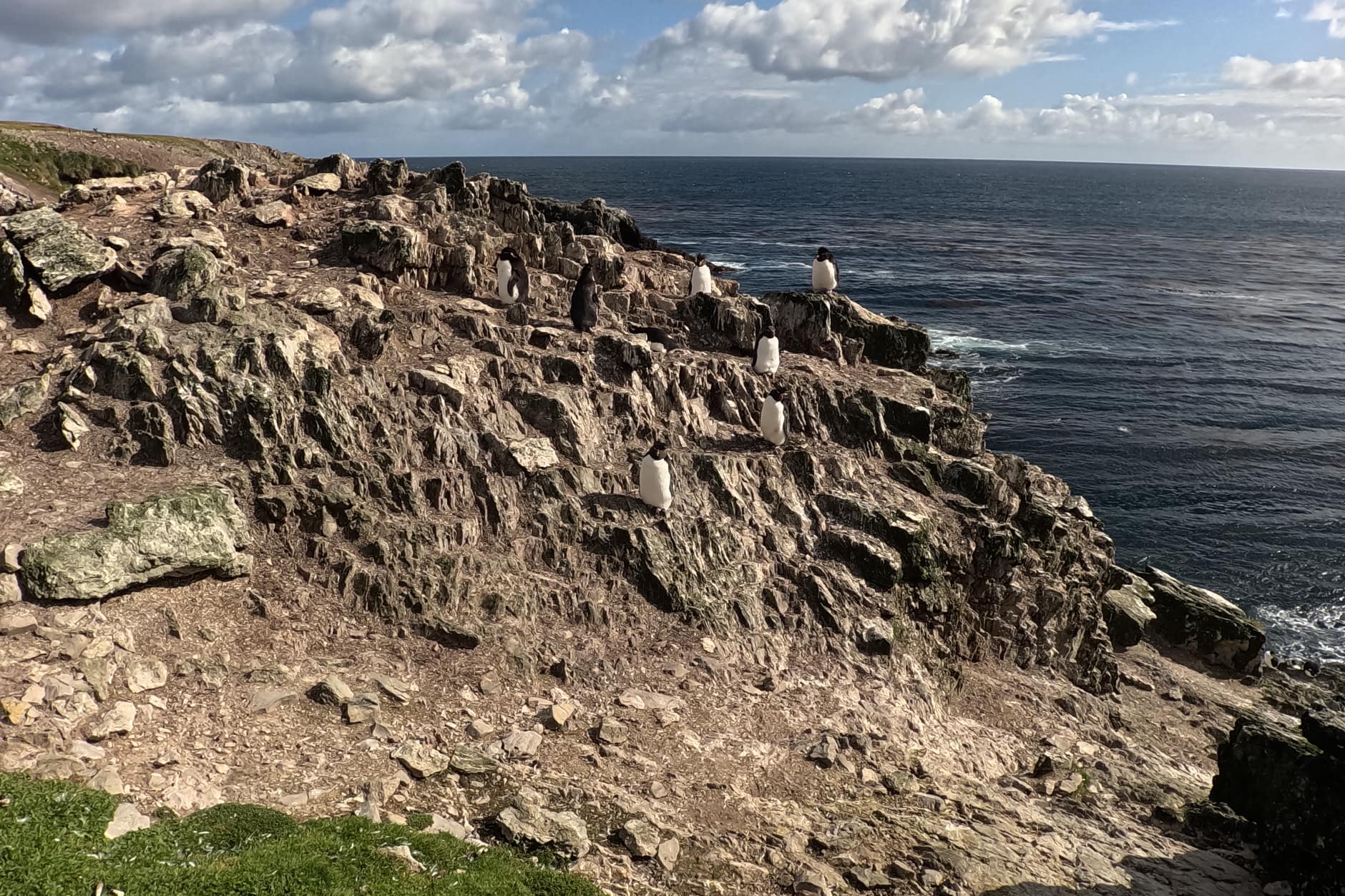 Rock Hopper Penguins