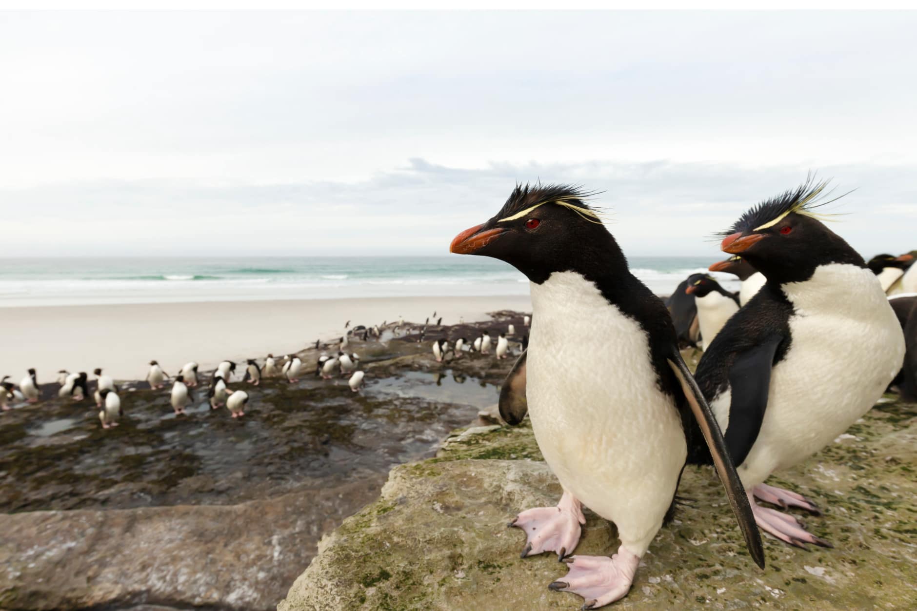 These little Rock Hopper Feet