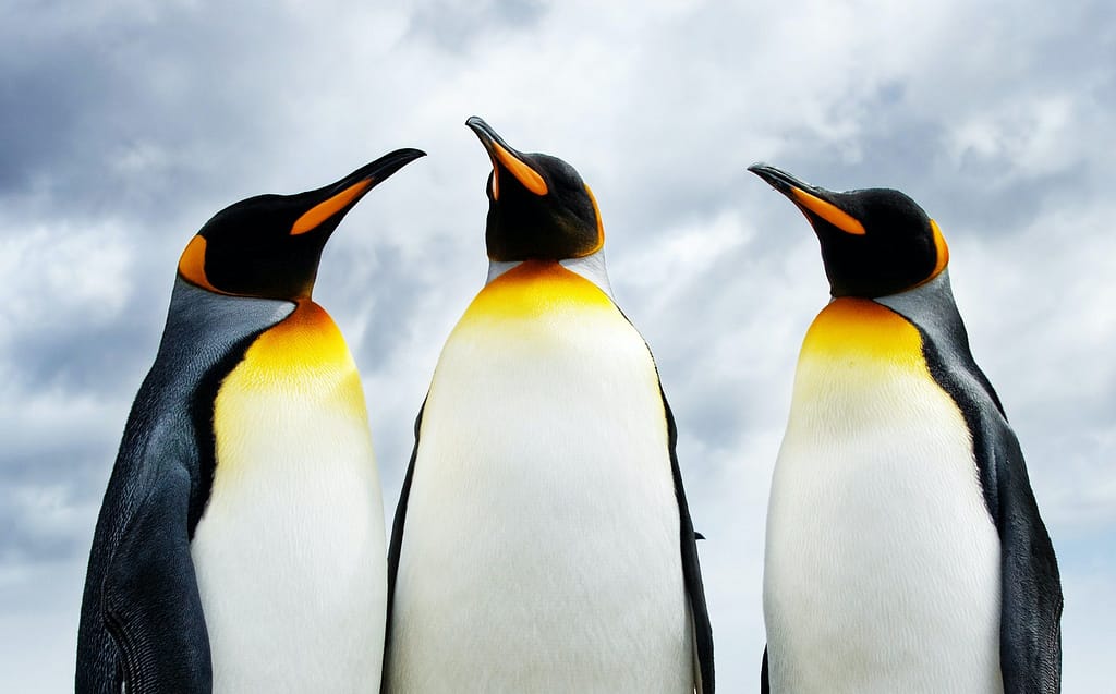 Three King Penguins on the White Continent Three King Penguins on the White Continent
