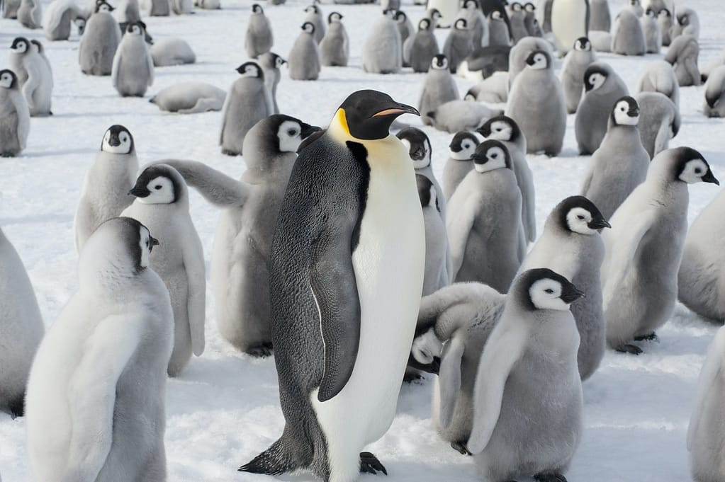 A breeding colony of Emperor penguins, one adult animal and a large group of penguin chicks on The White Continent A breeding colony of Emperor penguins, one adult animal and a large group of penguin chicks.