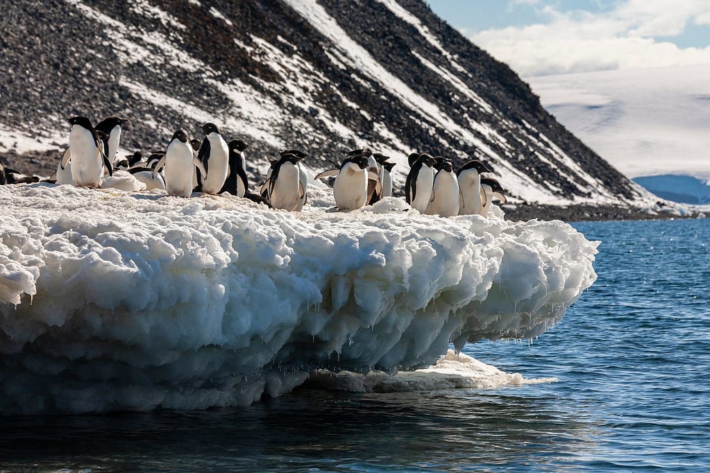Adelie penguins on the White Continent Adelie penguins on the White Continent