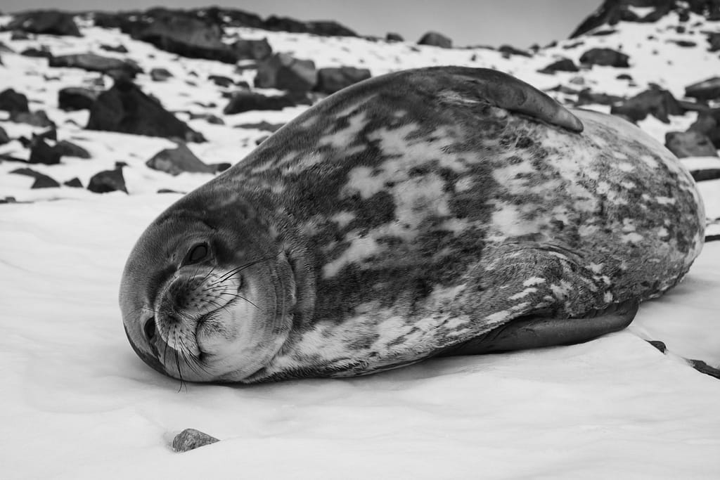 The grey seal