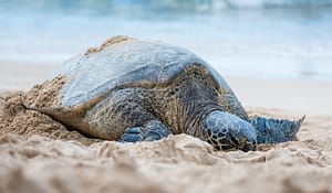 Sea Turtle